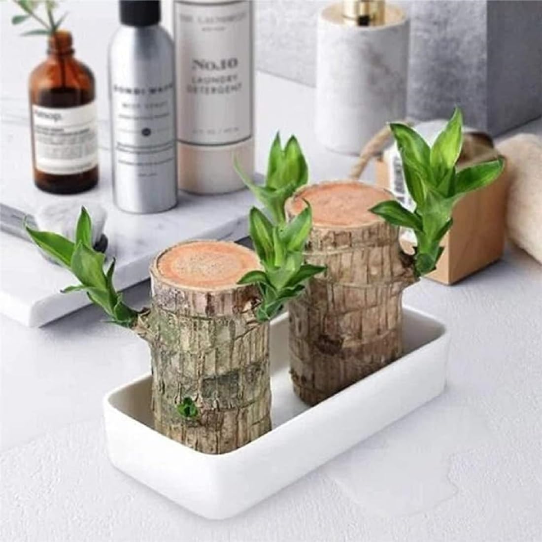 SOVELY Brazil Wood Potted Plant, Healthy Indoor Plant, Lucky Brazilian Wood Plant for Living Room Plant Brazilian Bamboo Lucky Wood Stick Good Luck Live Brazil Plant For Home, Office -Pot Not Included