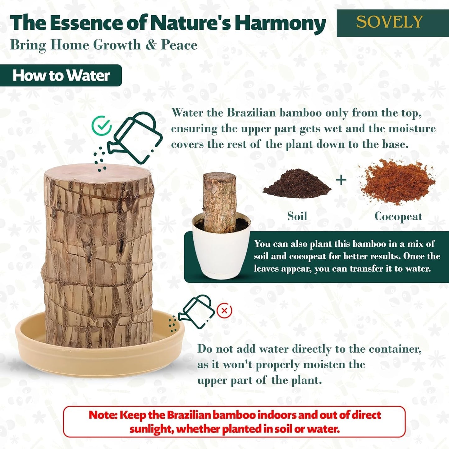 SOVELY Brazil Wood Potted Plant, Healthy Indoor Plant, Lucky Brazilian Wood Plant for Living Room Plant Brazilian Bamboo Lucky Wood Stick Good Luck Live Brazil Plant For Home, Office -Pot Not Included