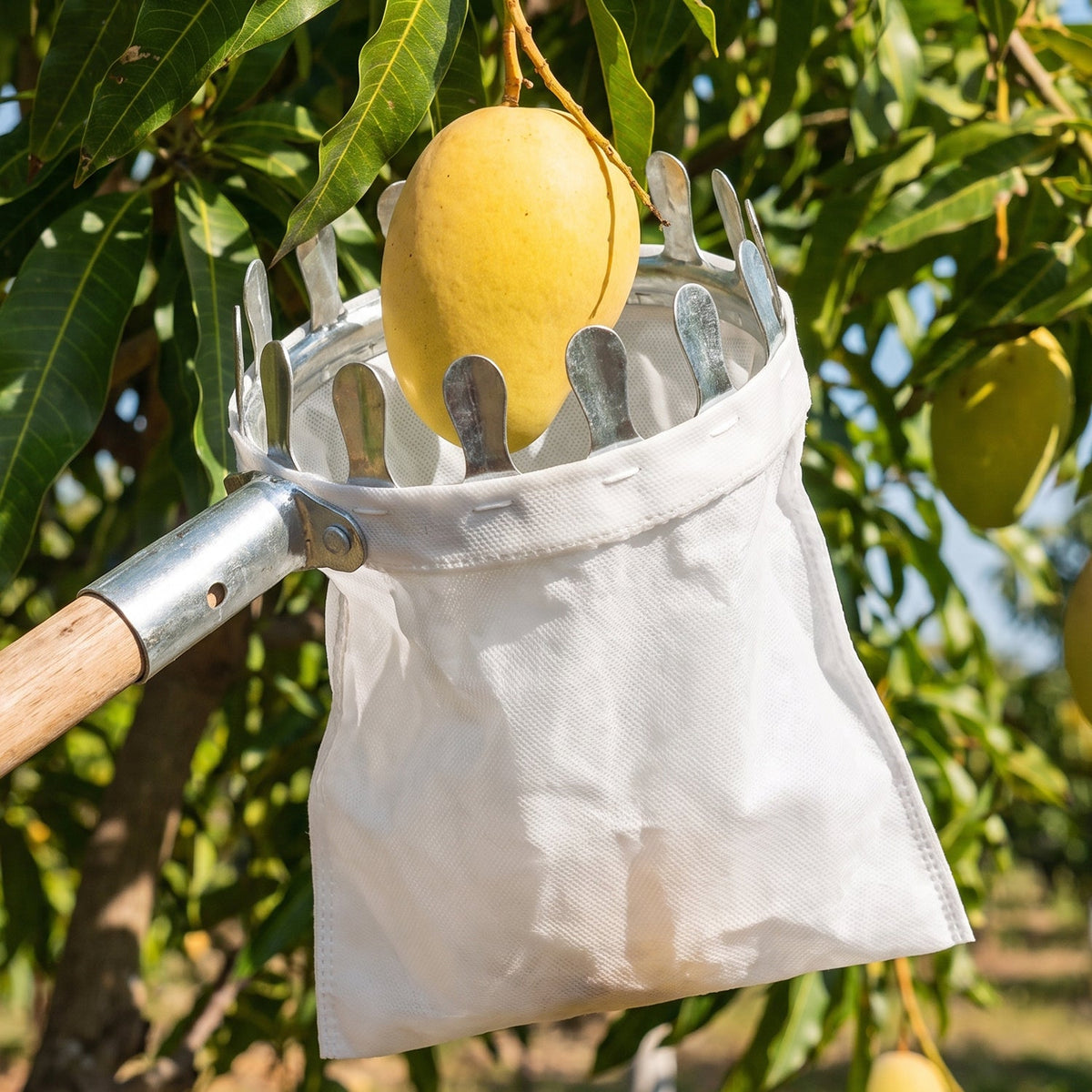 A yellow mango is being picked from a tree by a metal fruit picker with a white collection bag attached.