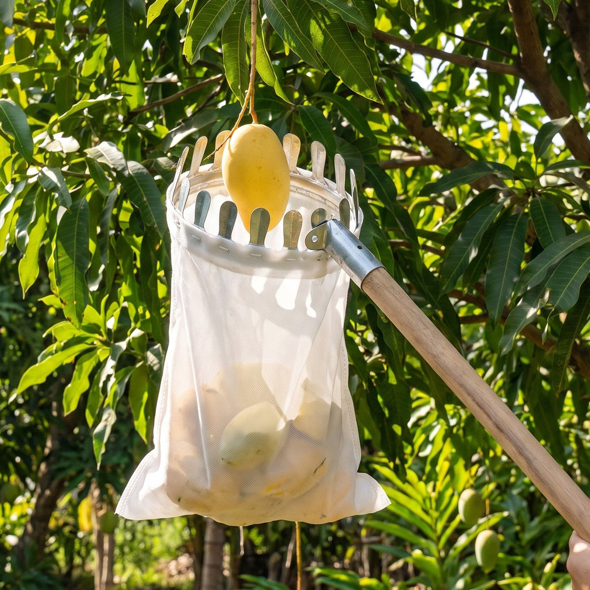 A long-handled fruit picker with a white bag holds a yellow mango, surrounded by green mango tree leaves.