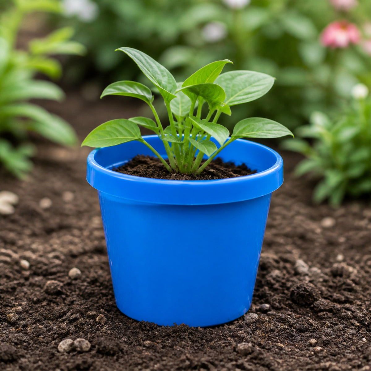 A small green plant with broad leaves grows in a blue plastic planter pot on brown soil.