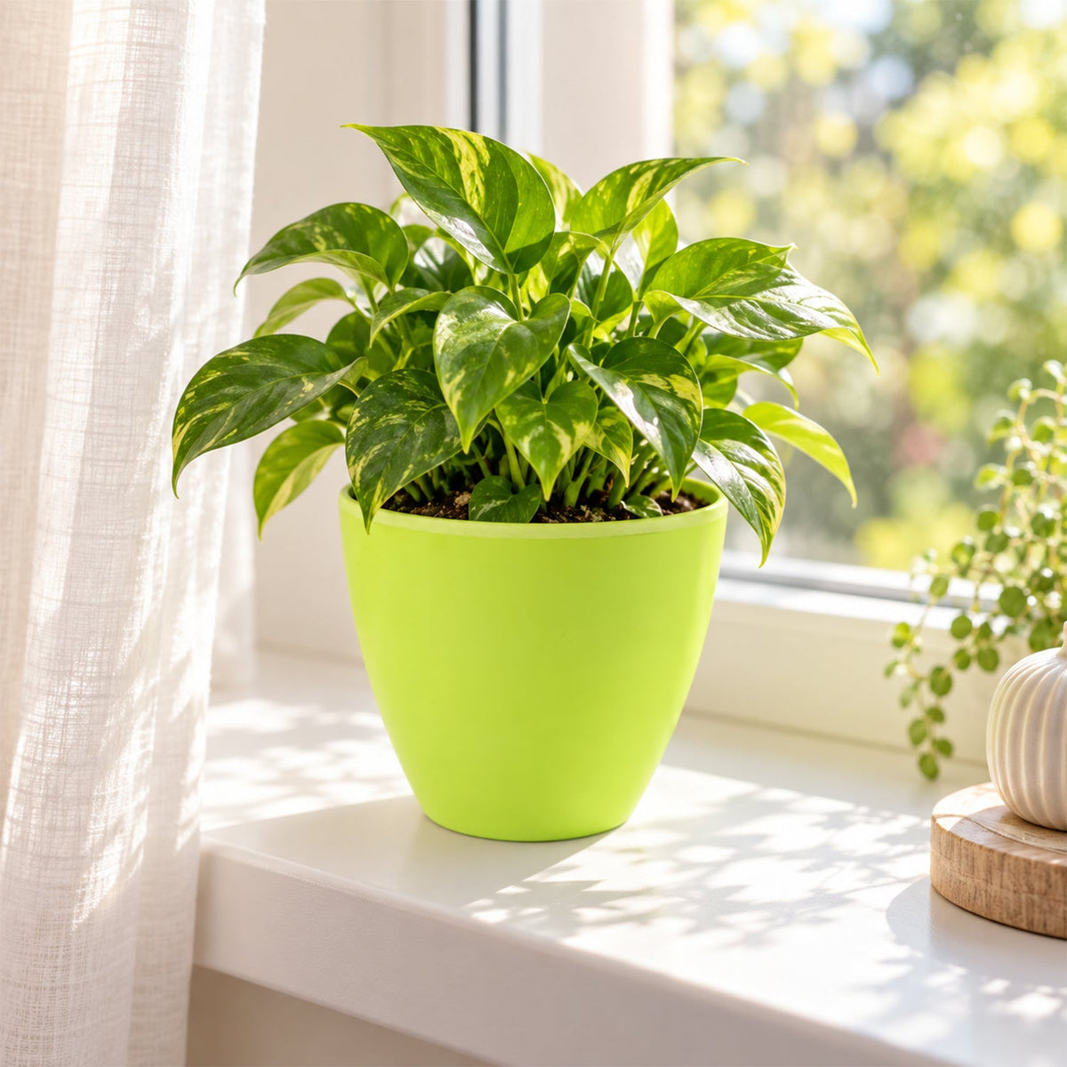 A bright green plastic pot with a plant sits on a white windowsill, with natural light filtering through sheer curtains.