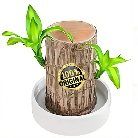 SOVELY Brazil Wood Potted Plant, Healthy Indoor Plant, Lucky Brazilian Wood Plant for Living Room Plant Brazilian Bamboo Lucky Wood Stick Good Luck Live Brazil Plant For Home, Office -Pot Not Included