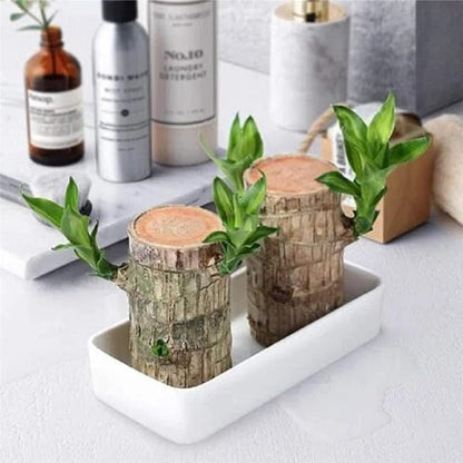SOVELY Brazil Wood Potted Plant, Healthy Indoor Plant, Lucky Brazilian Wood Plant for Living Room Plant Brazilian Bamboo Lucky Wood Stick Good Luck Live Brazil Plant For Home, Office -Pot Not Included