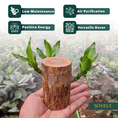 SOVELY Brazil Wood Potted Plant, Healthy Indoor Plant, Lucky Brazilian Wood Plant for Living Room Plant Brazilian Bamboo Lucky Wood Stick Good Luck Live Brazil Plant For Home, Office -Pot Not Included