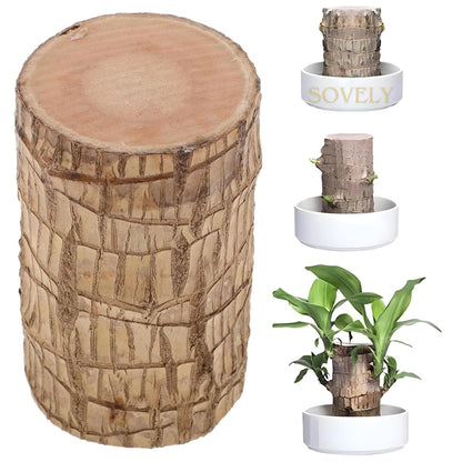 SOVELY Brazil Wood Potted Plant, Healthy Indoor Plant, Lucky Brazilian Wood Plant for Living Room Plant Brazilian Bamboo Lucky Wood Stick Good Luck Live Brazil Plant For Home, Office -Pot Not Included