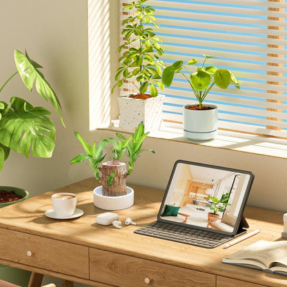 SOVELY Brazil Wood Potted Plant, Healthy Indoor Plant, Lucky Brazilian Wood Plant for Living Room Plant Brazilian Bamboo Lucky Wood Stick Good Luck Live Brazil Plant For Home, Office -Pot Not Included
