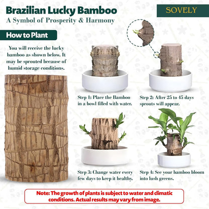 SOVELY Brazil Wood Potted Plant, Healthy Indoor Plant, Lucky Brazilian Wood Plant for Living Room Plant Brazilian Bamboo Lucky Wood Stick Good Luck Live Brazil Plant For Home, Office -Pot Not Included