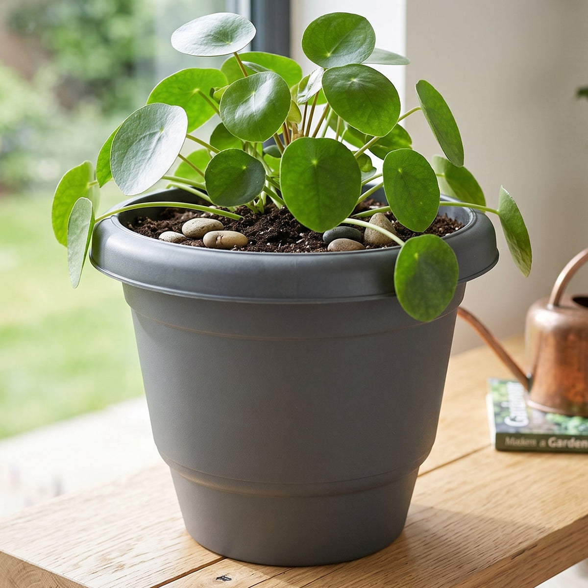 A single gray plastic flower pot with a green plant and decorative pebbles on a wooden table next to a window.