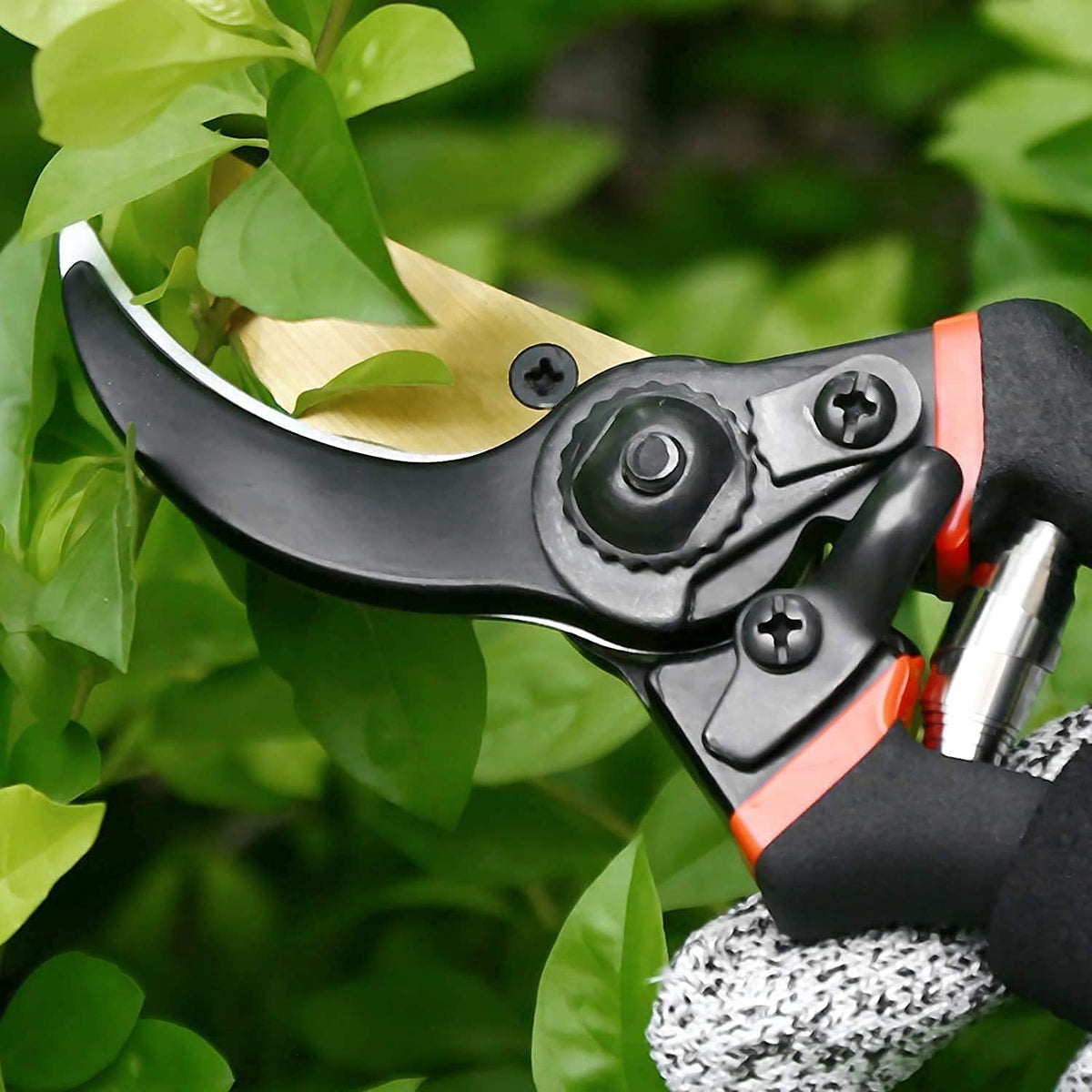 Close-up of red and black garden pruners with silver blades, trimming a leafy green plant.