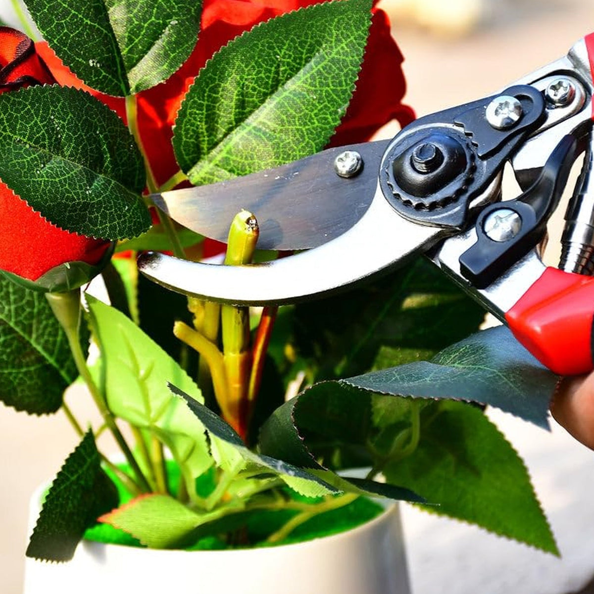 Close-up of red and black pruning shears cutting a green stem from a plant with red leaves.